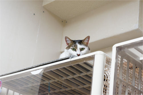 東京キャットガーディアンシェルター日記 甘え下手な彼女 里親さんが決まりました 11 21 東京キャットガーディアンシェルター日記 甘え下手な彼女 里親さんが決まりました 11 21