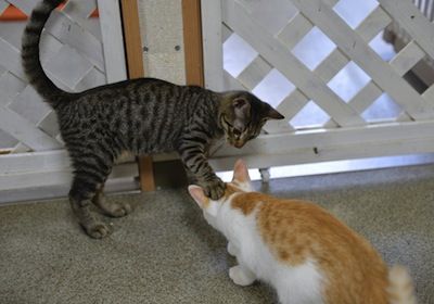 猫流 276
