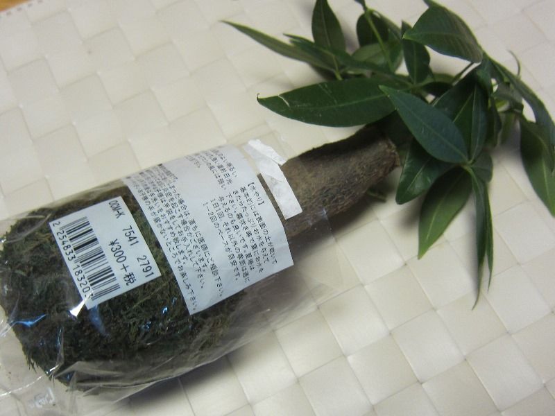 3コインズの苔玉 立ち話 Small Talk