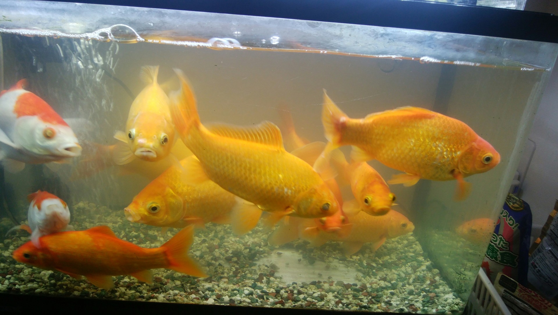 金魚の水が透明に戻る 不退転の構え