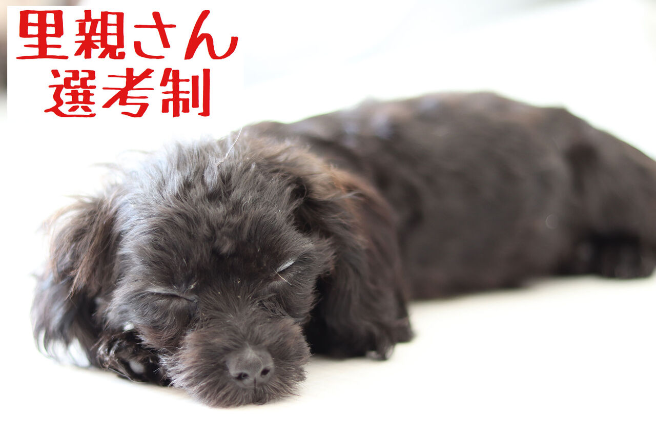 里親選考制 ラグドールのリオ ミックス犬のモモ Npo法人みなしご救援隊犬猫譲渡センター東京支部のblog 里親選考制 ラグドールのリオ ミックス犬のモモ Npo法人みなしご救援隊犬猫譲渡センター東京支部のblog