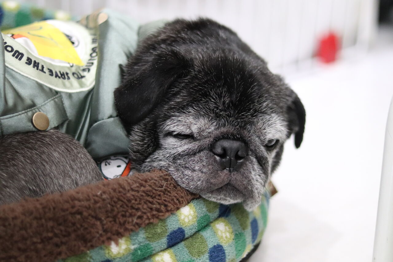 里親募集中 黒パグのdj Npo法人みなしご救援隊犬猫譲渡センター東京支部のblog