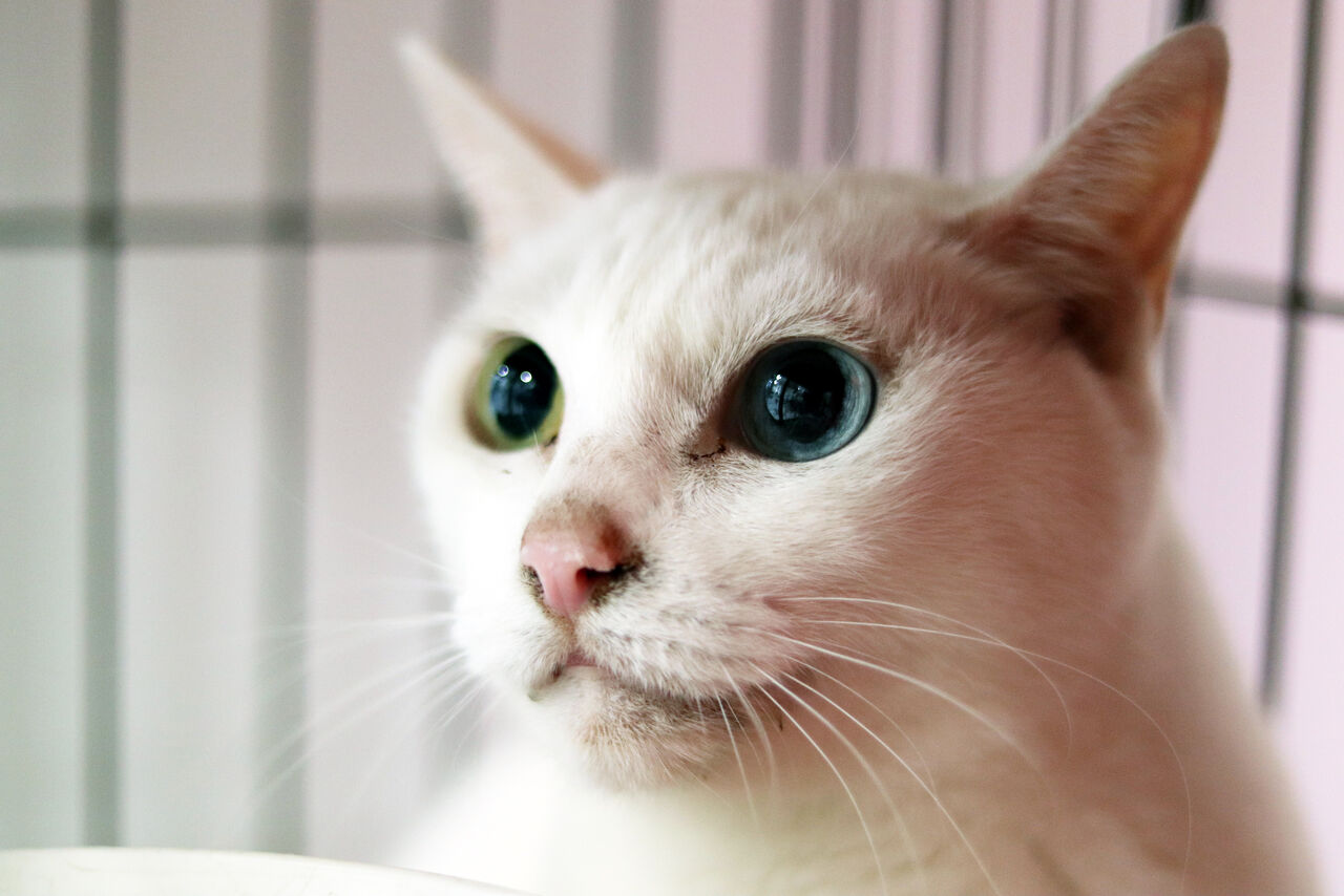 里親募集中 白い日本猫 Npo法人みなしご救援隊犬猫譲渡センター東京支部のblog 里親募集中 白い日本猫 Npo法人みなしご救援隊犬猫譲渡センター東京支部のblog