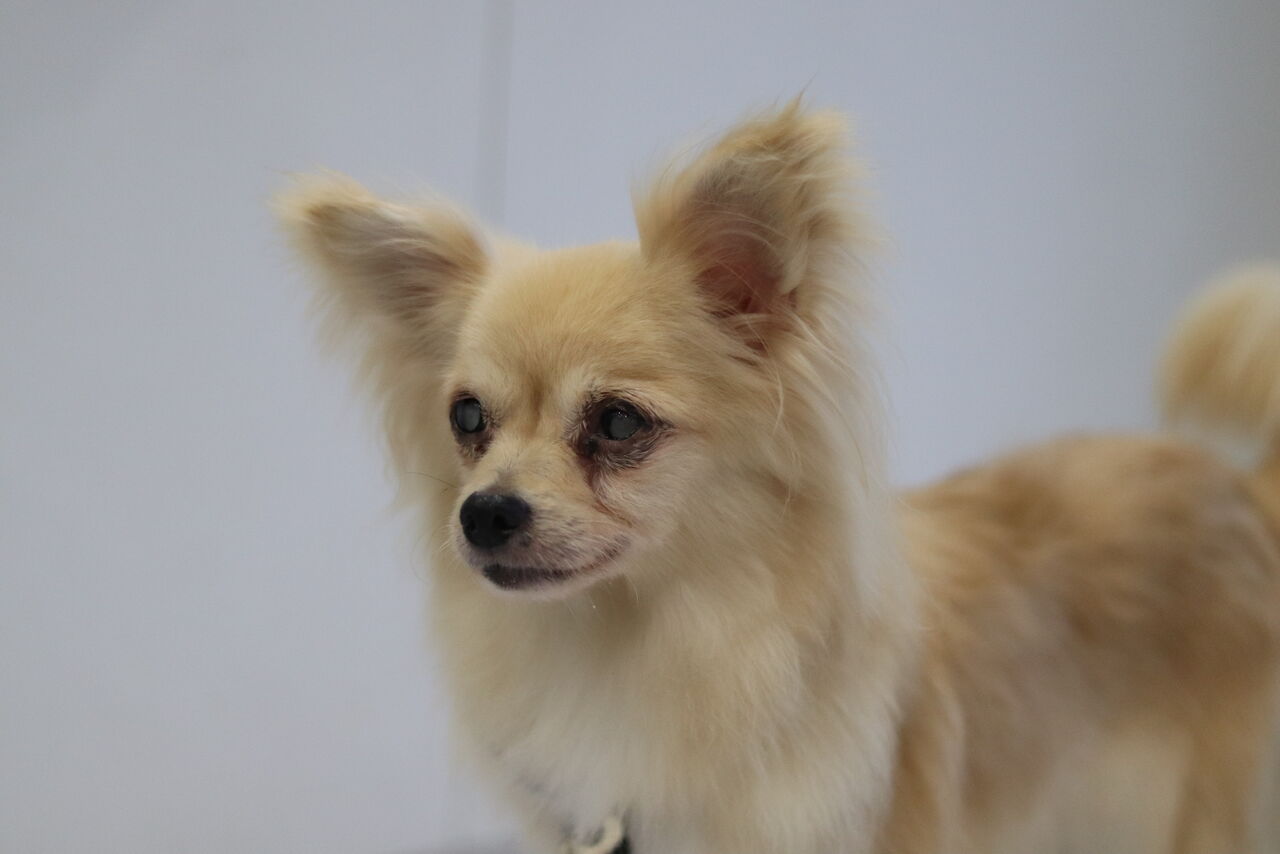里親募集中 ロングコートチワワのベル Npo法人みなしご救援隊犬猫譲渡センター東京支部のblog