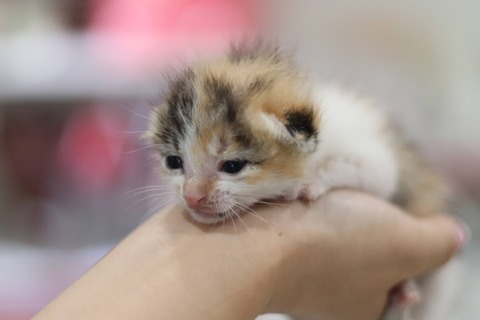犬猫保護活動家ミルク様 公式】北九州市動物愛護センター | ＼子犬の紹介／ 皆さま