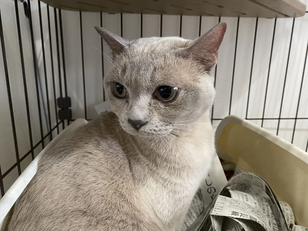 里親募集中】トンキニーズのピピ : NPO法人みなしご救援隊犬猫譲渡 