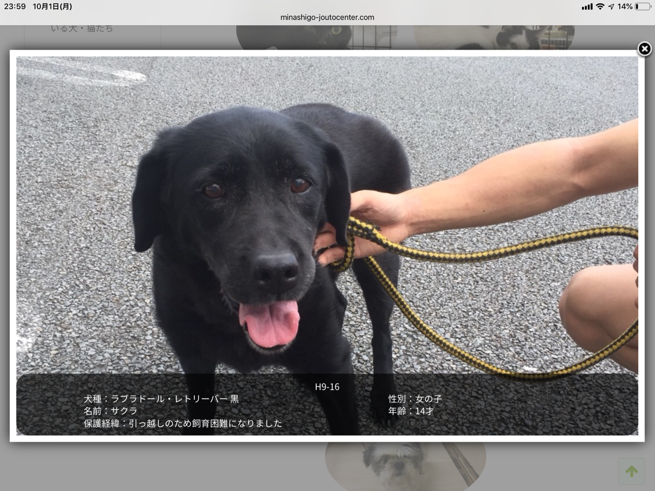 サクラとサクラ 2匹だった Npo法人みなしご救援隊犬猫譲渡センター東京支部のblog