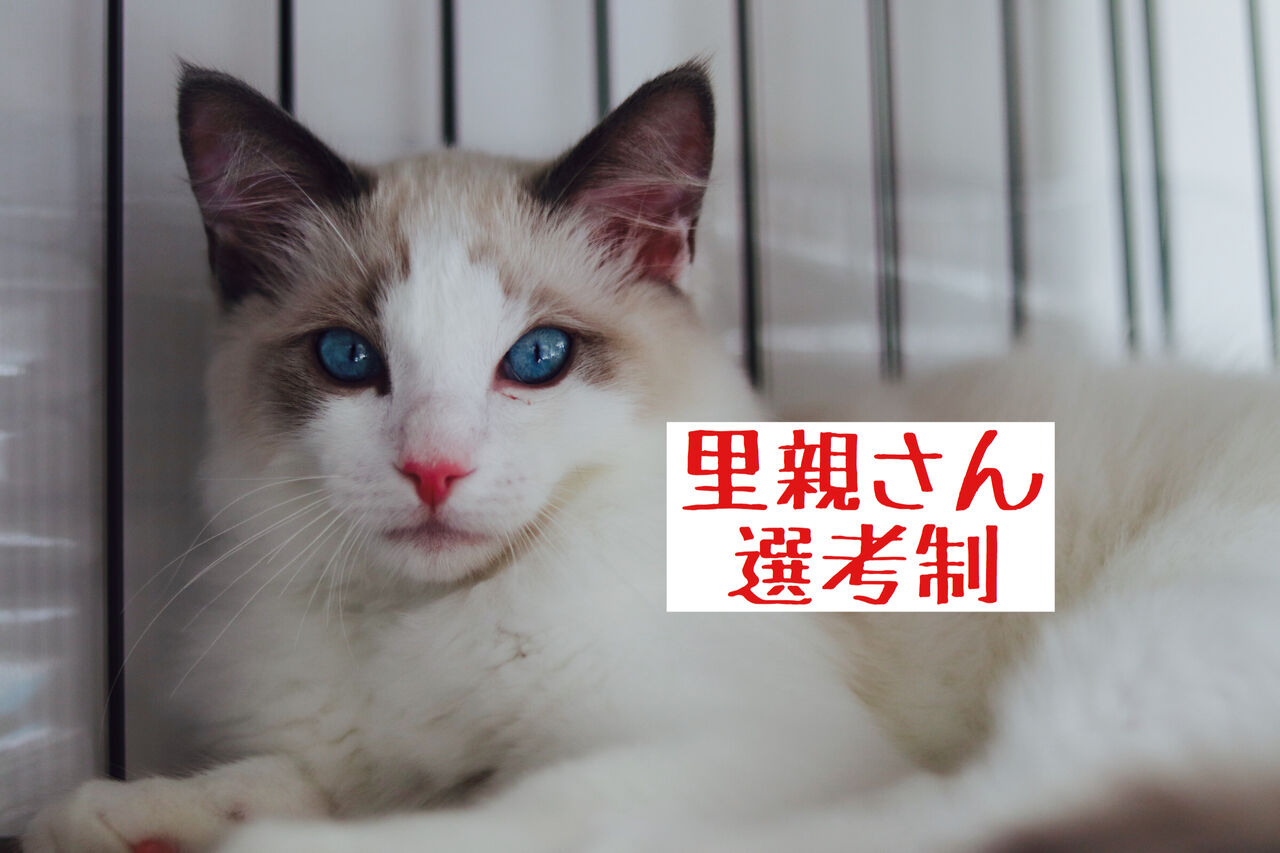 里親選考制 ラグドールのリオ ミックス犬のモモ Npo法人みなしご救援隊犬猫譲渡センター東京支部のblog 里親選考制 ラグドールのリオ ミックス犬のモモ Npo法人みなしご救援隊犬猫譲渡センター東京支部のblog