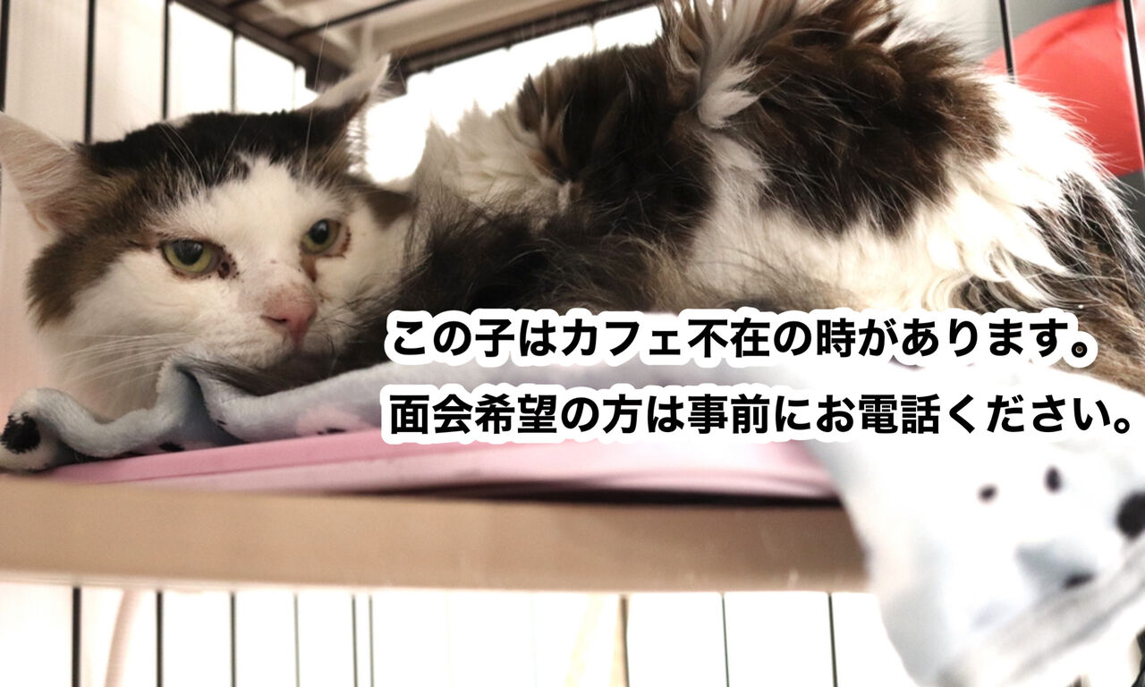 里親募集中 ノルウェージャンフォレストキャットのマッシュ Npo法人みなしご救援隊犬猫譲渡センター東京支部のblog 里親募集中 ノルウェージャンフォレストキャットのマッシュ Npo法人みなしご救援隊犬猫譲渡センター東京支部のblog
