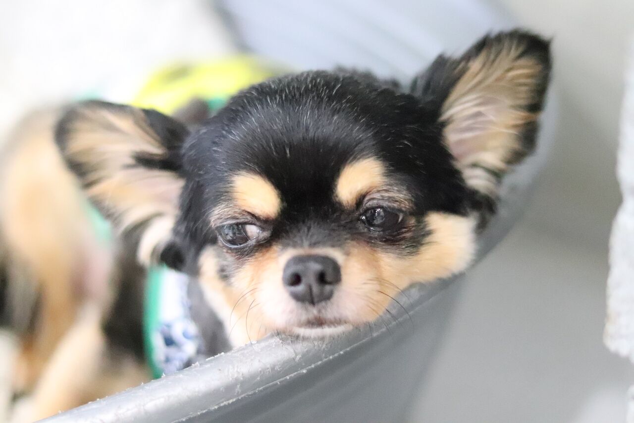 東京支部の看板犬たち Npo法人みなしご救援隊犬猫譲渡センター東京支部のblog 東京支部の看板犬たち Npo法人みなしご救援隊犬猫譲渡センター東京支部のblog