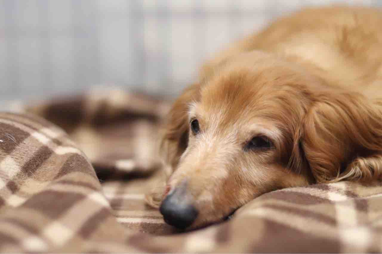 里親募集中 ミニチュア ダックスフンドのメイ Npo法人みなしご救援隊犬猫譲渡センター東京支部のblog