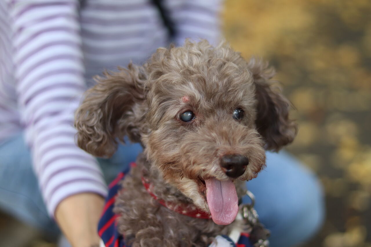 里親募集中 トイプードルのパント Npo法人みなしご救援隊犬猫譲渡センター東京支部のblog