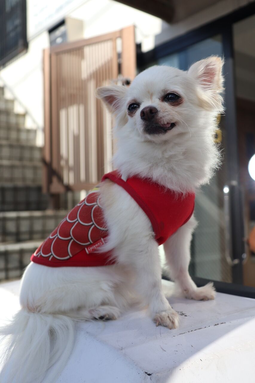 東京支部の看板犬たち Npo法人みなしご救援隊犬猫譲渡センター東京支部のblog 東京支部の看板犬たち Npo法人みなしご救援隊犬猫譲渡センター東京支部のblog