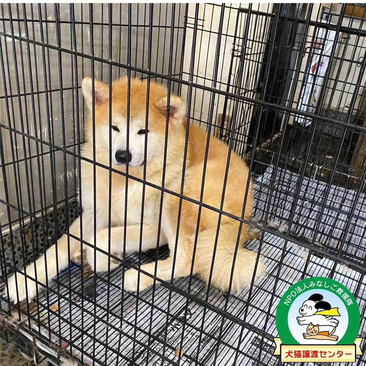 置き去りにされた秋田犬のその後について 終わり Npo法人みなしご救援隊犬猫譲渡センター東京支部のblog