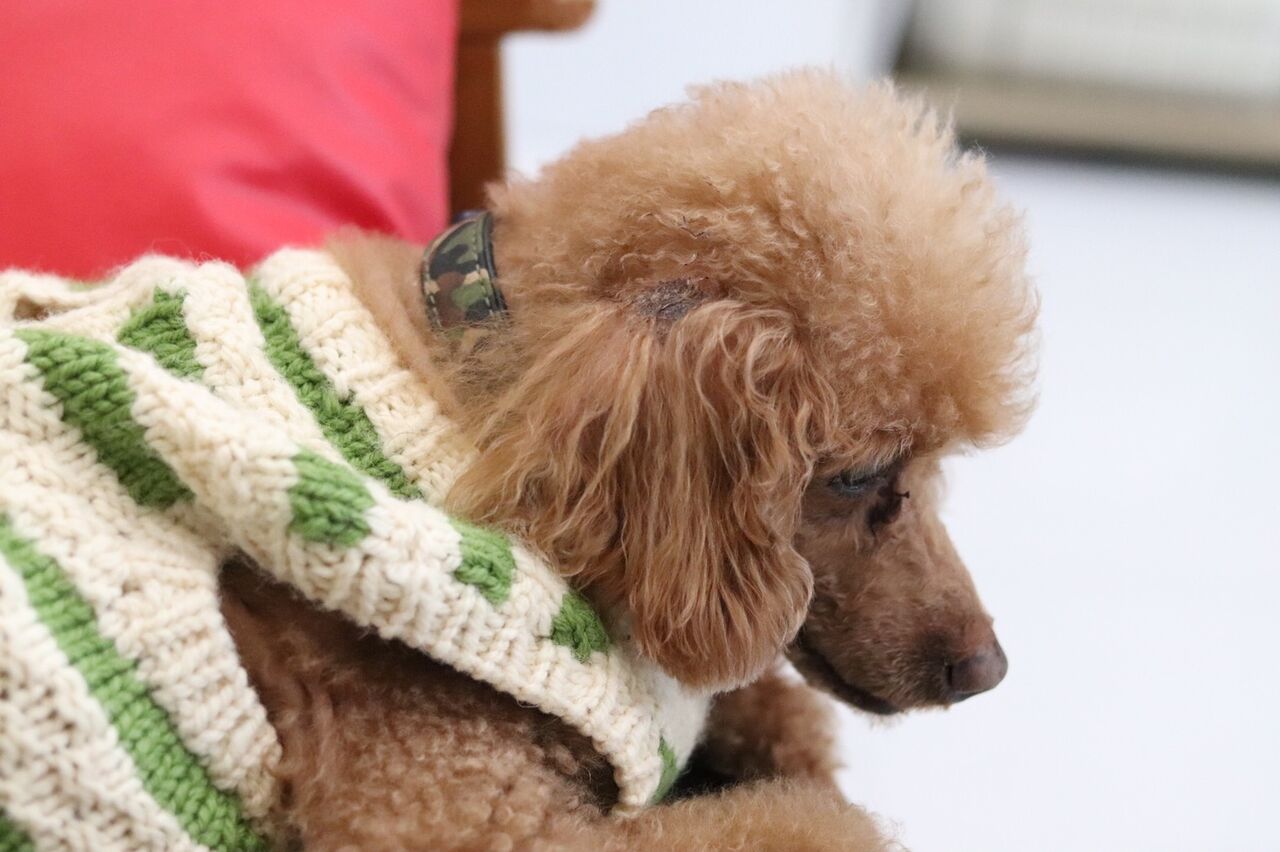 冬式マロン Npo法人みなしご救援隊犬猫譲渡センター東京支部のblog