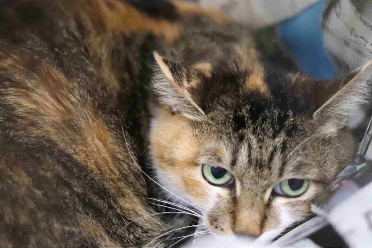 里親募集中 日本猫のマッコ Npo法人みなしご救援隊犬猫譲渡センター東京支部のblog