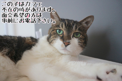 phonto