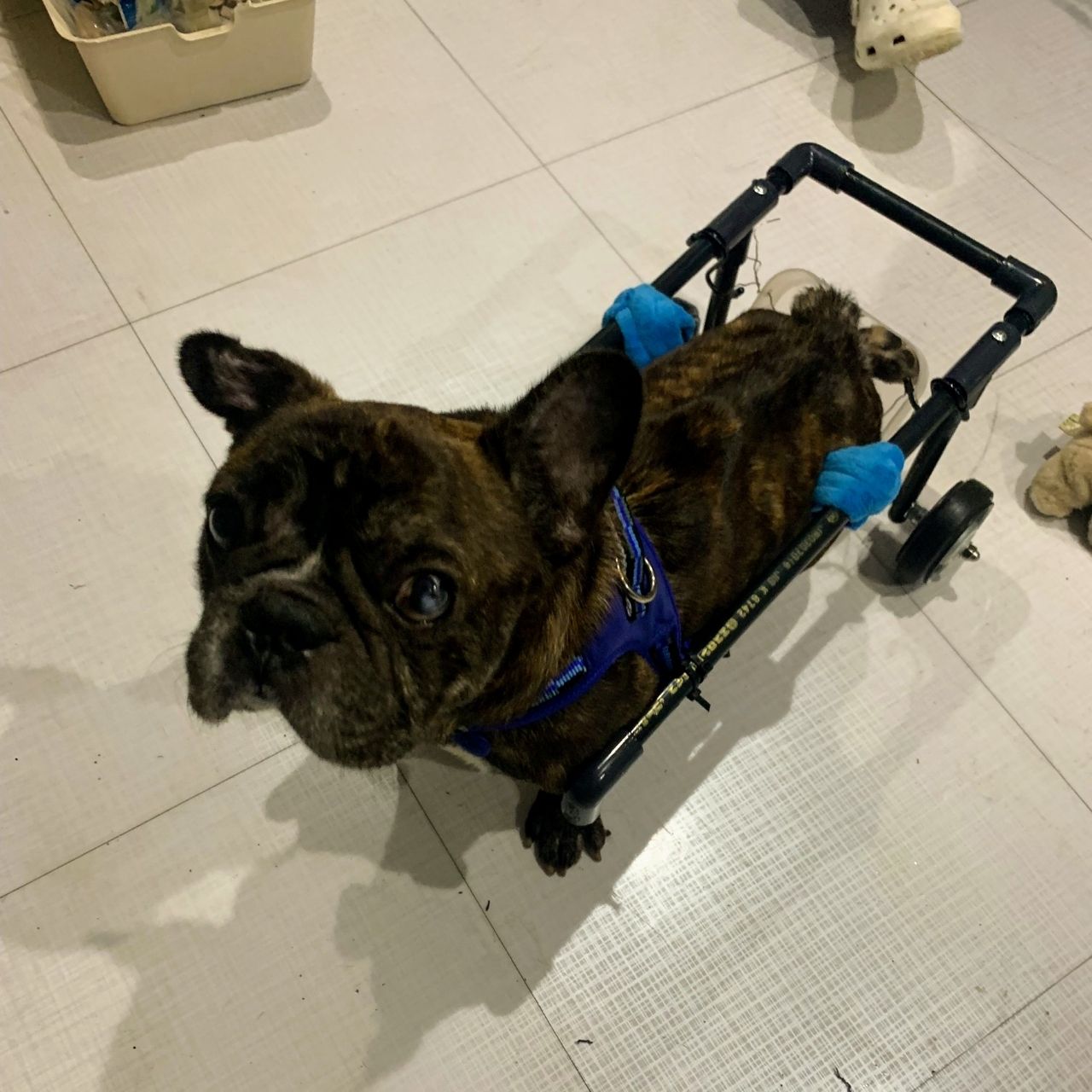 後ろ足をひきずる保護犬 Npo法人みなしご救援隊犬猫譲渡センター東京支部のblog 後ろ足をひきずる保護犬 Npo法人みなしご救援隊犬猫譲渡センター東京支部のblog