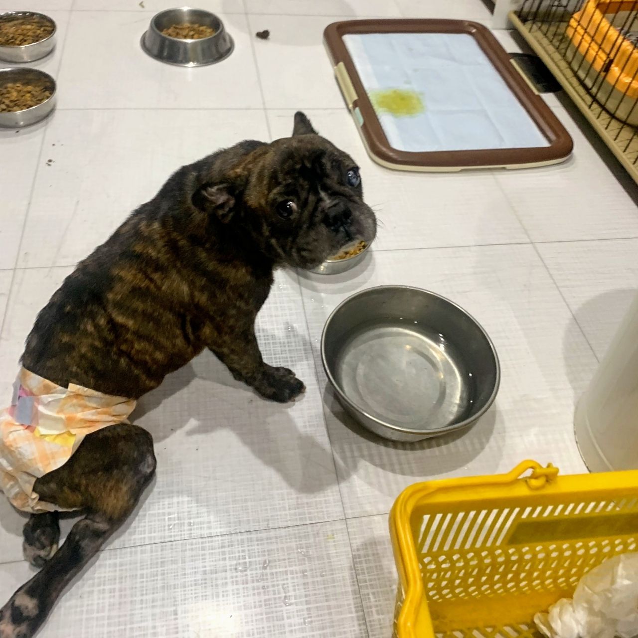 後ろ足をひきずる保護犬 Npo法人みなしご救援隊犬猫譲渡センター東京支部のblog 後ろ足をひきずる保護犬 Npo法人みなしご救援隊犬猫譲渡センター東京支部のblog
