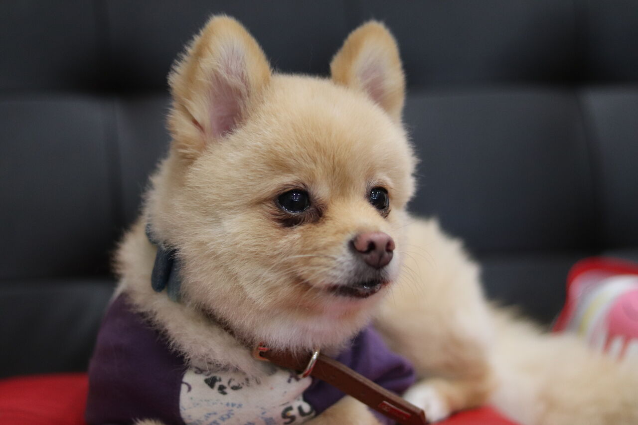 里親募集中 ポメラニアンの春 ハル Npo法人みなしご救援隊犬猫譲渡センター東京支部のblog