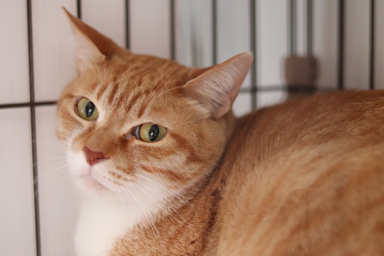 里親募集中 日本猫のむむくん Npo法人みなしご救援隊犬猫譲渡センター東京支部のblog