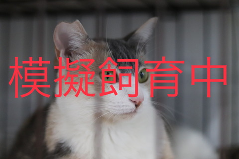 3C568A30-0DD2-4C18-8D58-38F39821BD82