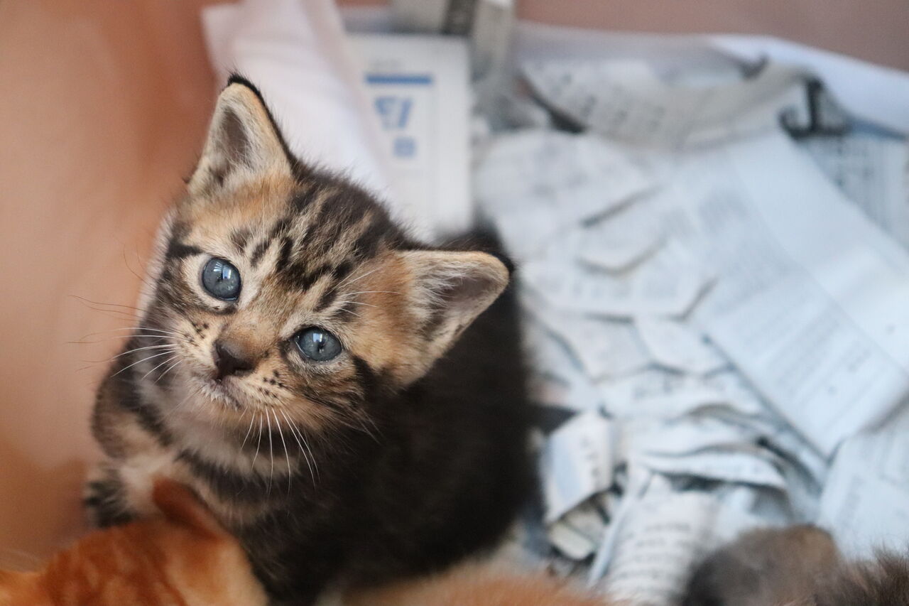 里親募集中 子猫います Npo法人みなしご救援隊犬猫譲渡センター東京支部のblog