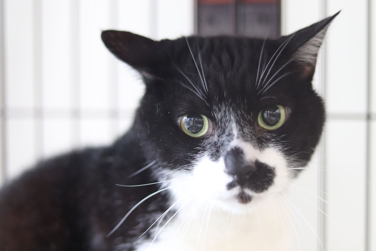 里親募集中 日本猫のわさび Npo法人みなしご救援隊犬猫譲渡センター東京支部のblog