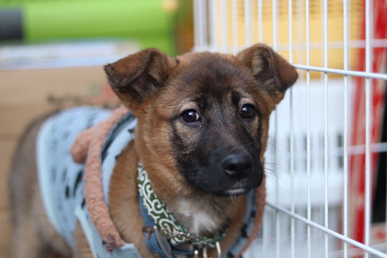 里親募集中 雑種のモモ Npo法人みなしご救援隊犬猫譲渡センター東京支部のblog 里親募集中 雑種のモモ Npo法人みなしご救援隊犬猫譲渡センター東京支部のblog