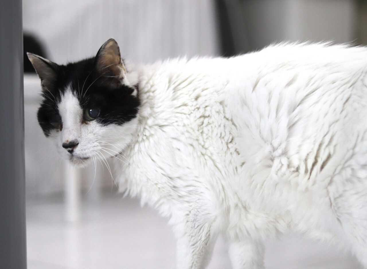 里親募集中 日本猫のつくね Npo法人みなしご救援隊犬猫譲渡センター東京支部のblog