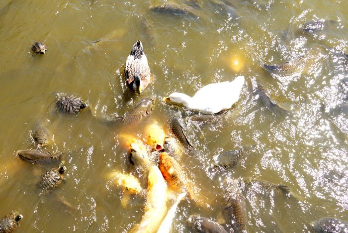 橋の上から巨大鯉にエサやり 薬師池公園 東京都町田市 鯉恋探訪 Vol 27 東京ナイロンガールズ