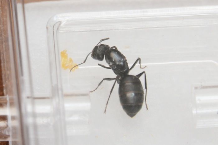 卵の成長を見守り 世話をする女王アリの姿はまさに子を愛す母の姿 蟻蜜 4 東京ナイロンガールズ