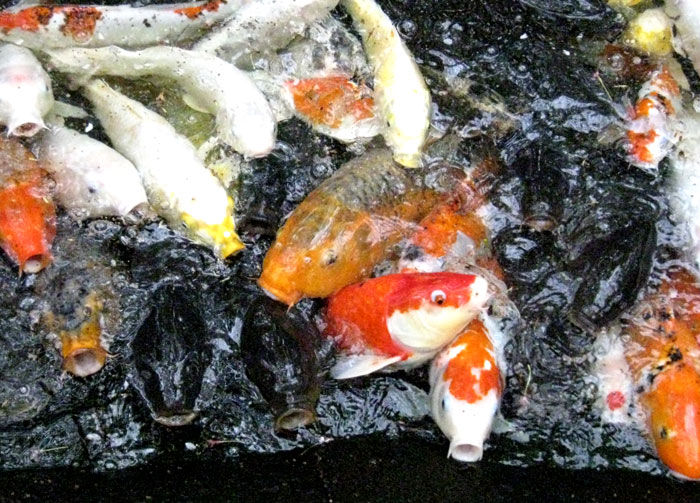 全国各地の錦鯉スポットを紹介 鯉に恋する水辺探訪 錦鯉のブログ 全国各地の錦鯉スポットを紹介 鯉に恋する水辺探訪 錦鯉のブログ