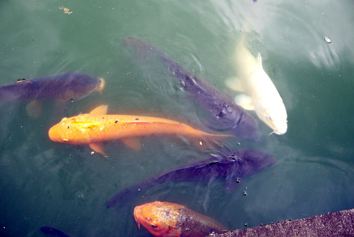 メジャーすぎるがゆえの悲劇 井の頭恩賜公園 東京都武蔵野市 鯉恋探訪 Vol 25 東京ナイロンガールズ