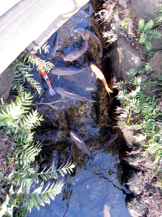 用水路に鯉がうじゃうじゃ 洗足池 東京都大田区 鯉恋探訪 Vol 45 東京ナイロンガールズ