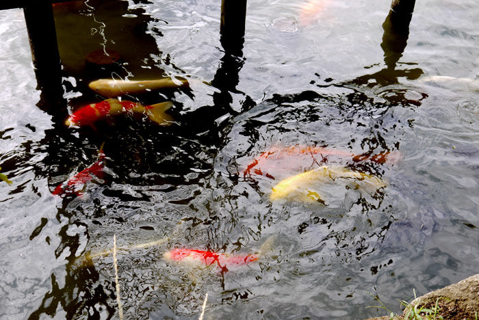 頼む これ以上誘惑しないで 千葉公園 千葉県千葉市 鯉恋探訪 Vol 36 東京ナイロンガールズ