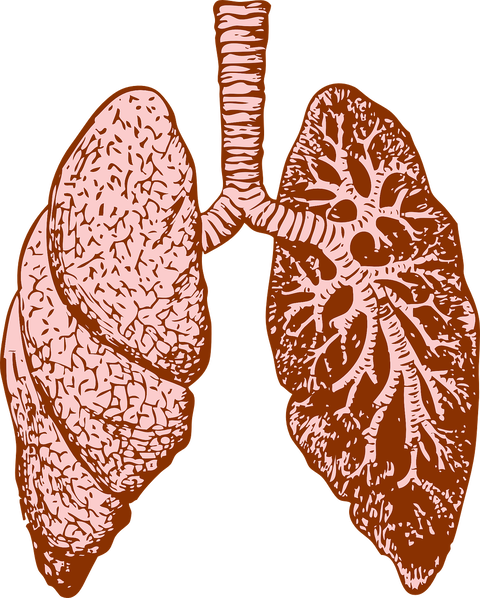 lungs-g2474f5142_1280