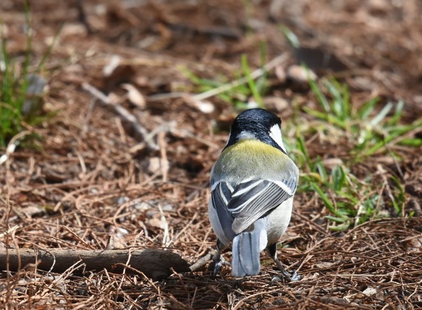 シジュウカラ２