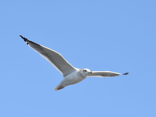 江戸川区 鳥見レポート カササギとマガンに誘われて Webミステリーズ 江戸川区 鳥見レポート カササギとマガンに誘われて Webミステリーズ