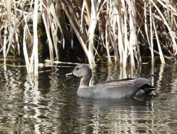 オカヨシガモ（オス）