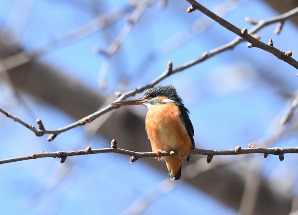 カワセミ（メス）