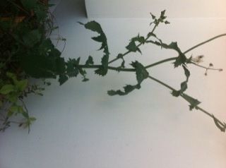 雑草のヒースクリフ