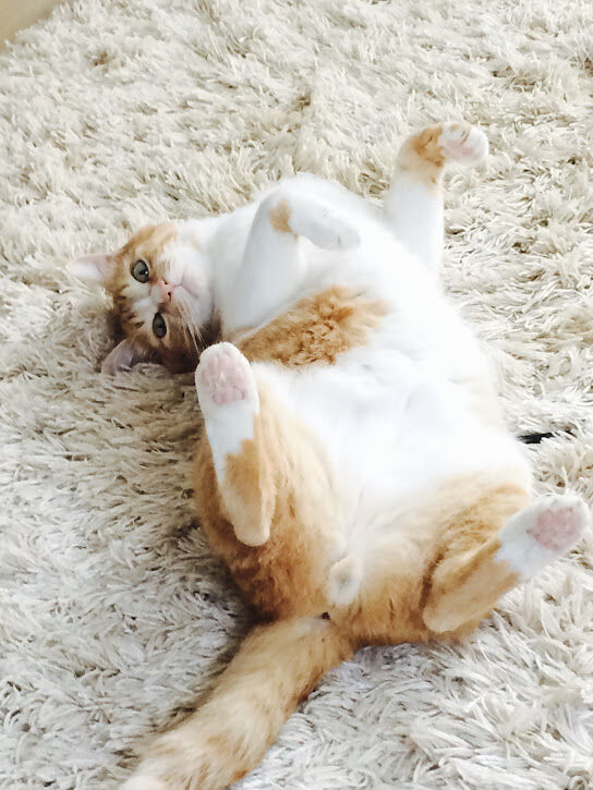 2月22日 猫の日に寄せて（前編） : Web東京創元社マガジン