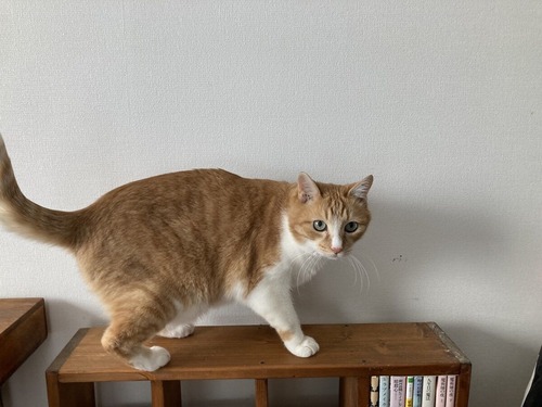 片付けなんてさせないにゃん