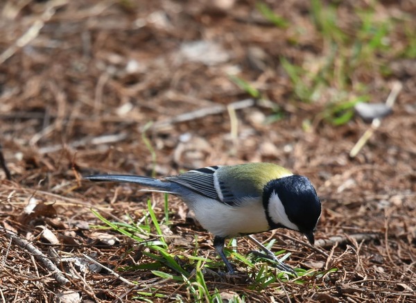 シジュウカラ１