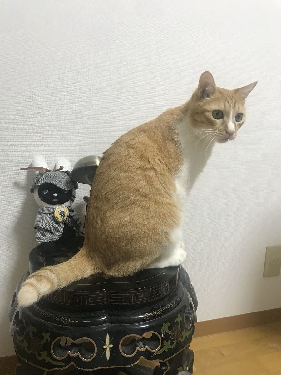 2月22日 猫の日に寄せて（前編） : Web東京創元社マガジン