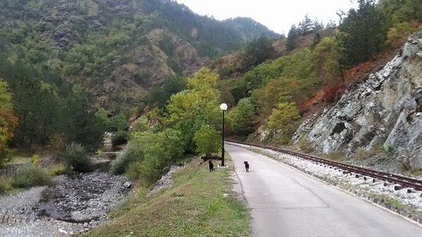 写真6_二匹の黒犬