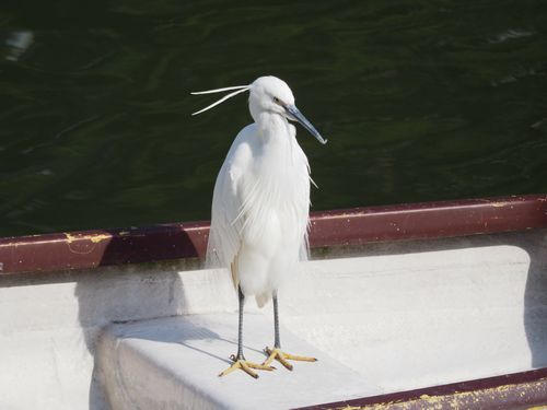 校正課だより 飯田橋 鳥見レポート 青は黒か それとも白か Webミステリーズ 校正課だより 飯田橋 鳥見レポート 青は黒か それとも白か Webミステリーズ