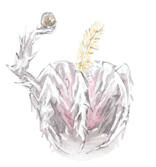 写真8　ガゼイエラ