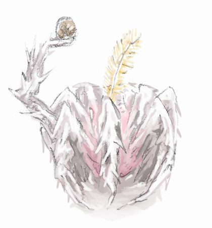 ガゼイエラ_s